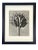 1940s Framed Botanical Blossfeldt Print - No. 39 For Sale
