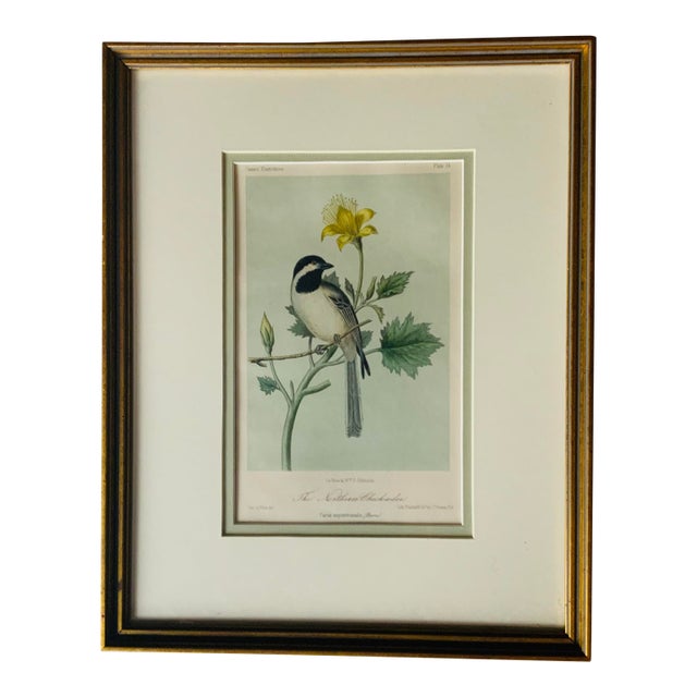 Antique Hand-Colored Lithograph, "The Northern Chickadee"C. 1853 For Sale