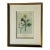 Antique Hand-Colored Lithograph, "The Northern Chickadee"C. 1853 For Sale