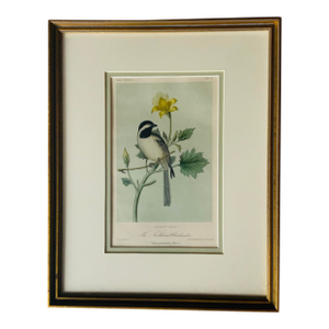 Antique Hand-Colored Lithograph, "The Northern Chickadee"C. 1853