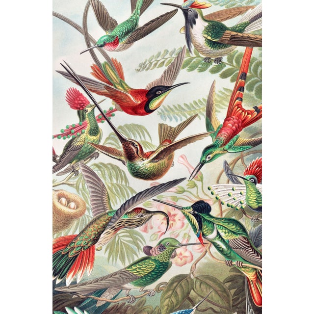 Vintage natural history artwork reproduced and refined for modern printing. Featuring an extraordinary collection of...