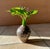 Studio Ceramic Art Single Flower Vase by Gillian Dodds, Australia, 1970s For Sale - Image 11 of 14