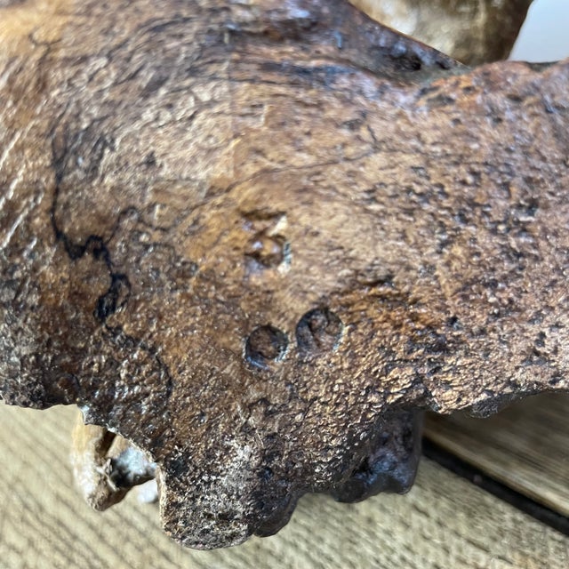 Folk Art Naïve Sculpture in Root Wood, 1800s For Sale - Image 12 of 16