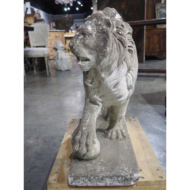 A French Medici Style Lion in Reconstituted Stone, 20th C For Sale - Image 13 of 18