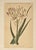 French 1880 Set of 2 French Anitque Botanical Chromolithographs For Sale - Image 3 of 5
