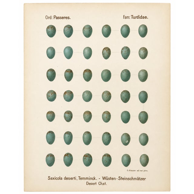 Contemporary Pair of Antique Georg Krause Bird Egg Prints From Oologia Universalis Palaearctica, C. 1906–1913 — Folio Card Stock Plates For Sale - Image 3 of 3