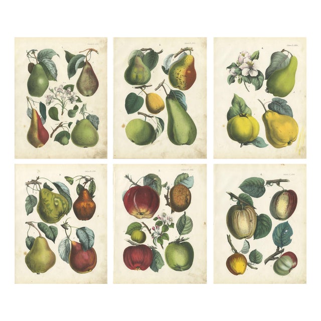 Dr. Calwer, Pears and Apples, 1854, Chromolithographs on Paper, Set of 6 For Sale