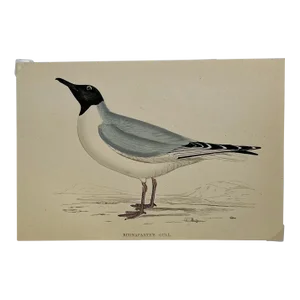 Antique Hand Colored Bird Print From England Showcasing a Blue Buonaparte’s Gull - Circa 1888