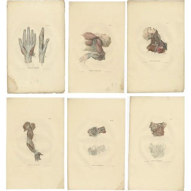 Anatomy Illustrations of The Nervous System, 1839, Prints, Set of 23 For Sale - Image 3 of 6