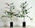 Chinoiserie Vintage Regency Tole Lemon Trees - A Pair For Sale - Image 3 of 7
