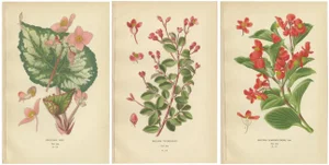 Begonia Rex, Begonia Fuchsioides and Begonia Semperflorens, 1897, Paper, Set of 3