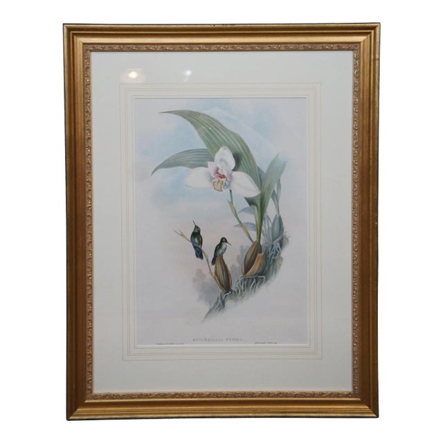 Antique John Gould Ornithological Myiabeillia Hummingbird Lithograph Print For Sale