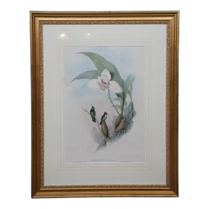 Antique John Gould Ornithological Myiabeillia Hummingbird Lithograph Print