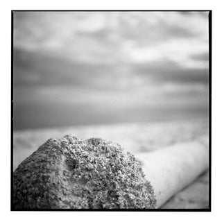 Paul Cooklin, Palm Tree, Santa Maria Beach, Havana, Cuba, Edition of 50 For Sale