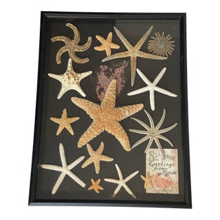 Vintage Sea Stars Collection in a Shadow Box Greeting From Florida For Sale