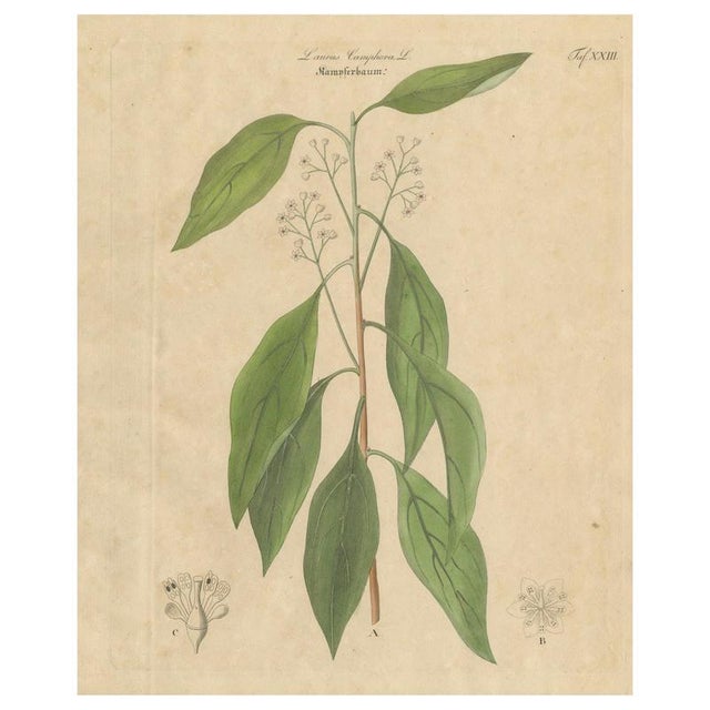 Antique Camphor Botanical Print Laurus Camphora, 1831 For Sale - Image 10 of 10