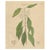 Antique Camphor Botanical Print Laurus Camphora, 1831 For Sale - Image 10 of 10