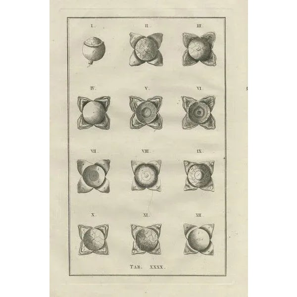 Eustachi, Medical Illustration of the Anatomy of the Eye, 1798, Print For Sale - Image 3 of 5