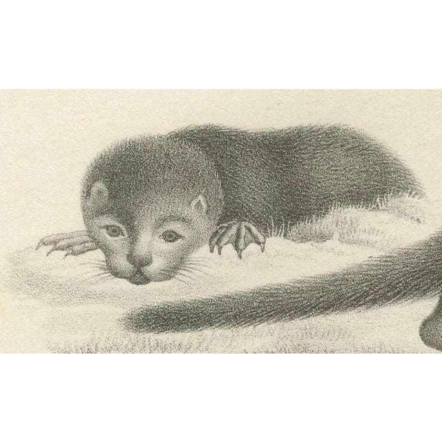 C.C. G. Zool., A Skunk and European Otter, 1836, Lithograph For Sale - Image 6 of 10