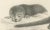 C.C. G. Zool., A Skunk and European Otter, 1836, Lithograph For Sale - Image 6 of 10