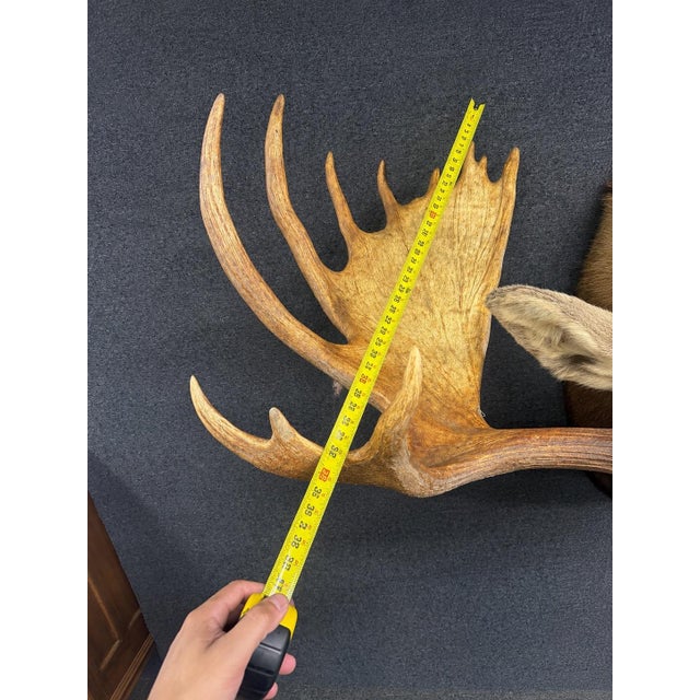 Yukon Moose Shoulder Mount With Large Palmate Antlers For Sale - Image 9 of 12