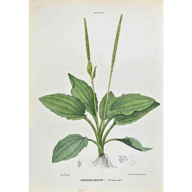 Lithograph hand watercolored. Plate from "Atlante di Botanica popolare ossia Illustrazione di Piante Notevoli di ogni...