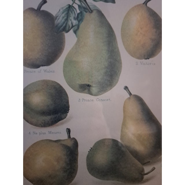 Saffron Bountiful Fruit - 4 Prints Mounted and Framed For Sale - Image 8 of 12
