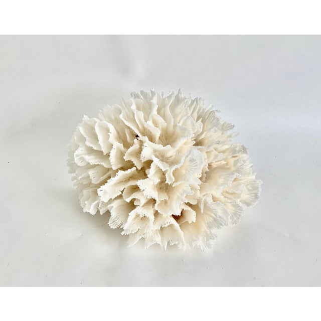 This unusually large specimen of natural Lettuce coral has a cut and polished base to enable its stunning display. Each...