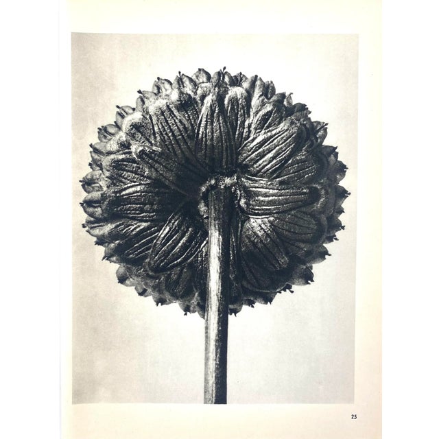 1940s 1940s Botanical Blossfeldt Print - No. 25 For Sale - Image 5 of 5
