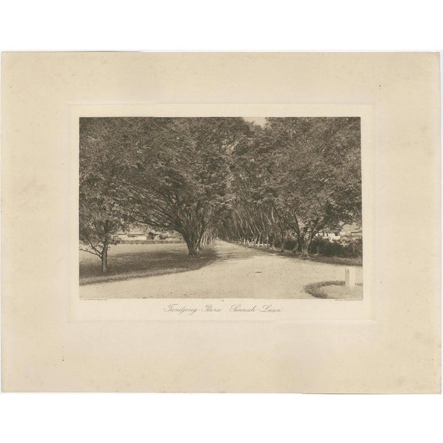 Avenue of Trees, 1890s, Paper For Sale - Image 12 of 12