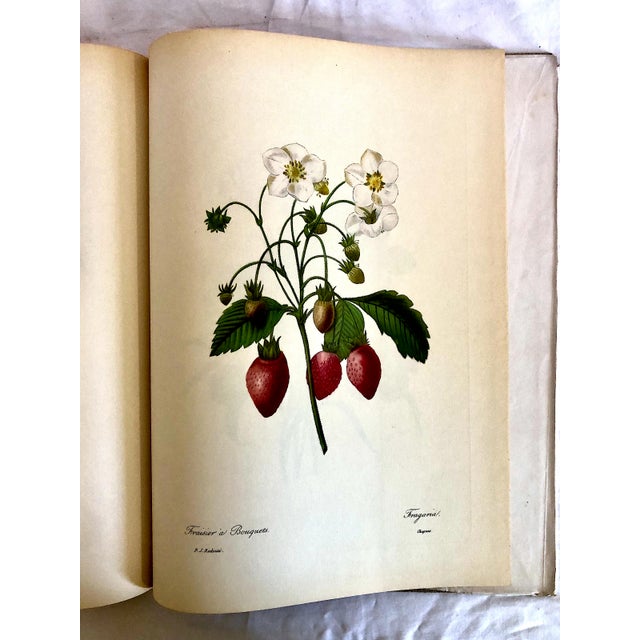 Folio Book of Pierre-Joseph Redouté’s “Fruits and Flowers” by Eva Mannering For Sale - Image 9 of 10