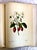 Folio Book of Pierre-Joseph Redouté’s “Fruits and Flowers” by Eva Mannering For Sale - Image 9 of 10