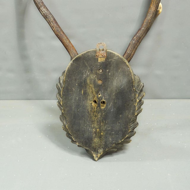 Wood Black Forest Red Deer Trophy Abnorm on Carved Plaque Germany 1930s For Sale - Image 7 of 7