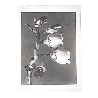 Vintage Modernist Botanical Photogravures by Karl Blossfeldt-Extreme Close-Ups of Flora C.1942 For Sale