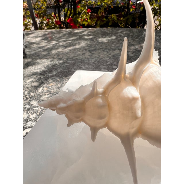 White Onyx Box With Murex Shell For Sale In West Palm - Image 6 of 8