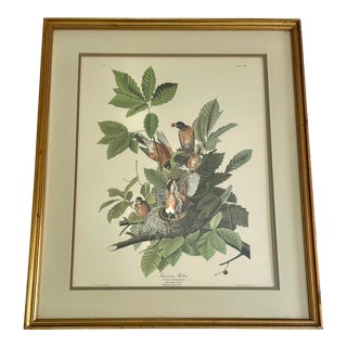 Vintage Audubon American Robin No 27 Print, Framed and Matted For Sale