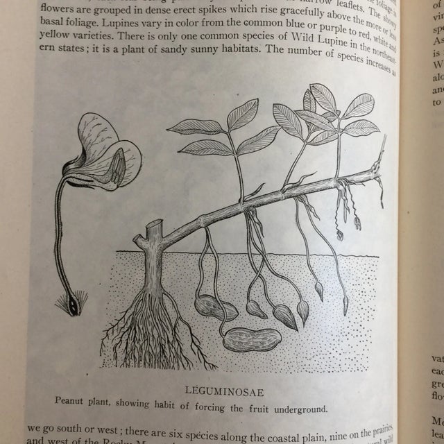 1947 "The World of Plant Life" Book For Sale In New York - Image 6 of 11