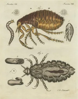 Human Flea and Human Louse, Paper