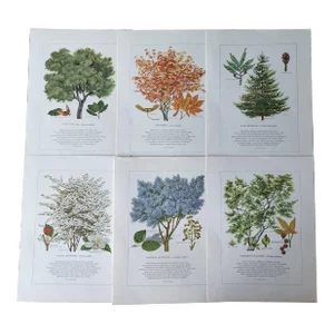 A Portfolio of Native Western Trees by Harry O Diamond Painted for Sunset Magazine Nov 1956