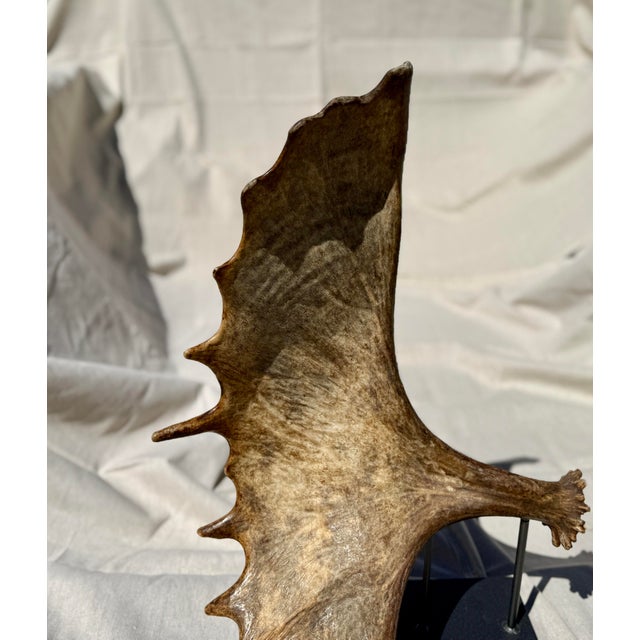 Brown Large Mounted Moose Paddle/Antler For Sale - Image 8 of 9