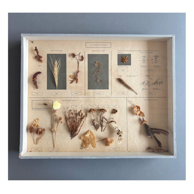 Herbarium Flower Pollination, Germany, 1950s For Sale - Image 11 of 11