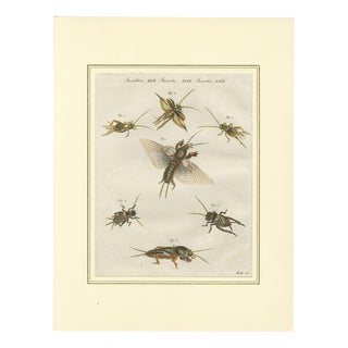 Antique Crickets and Mole Cricket Engraving by Bertuch, 1807 For Sale