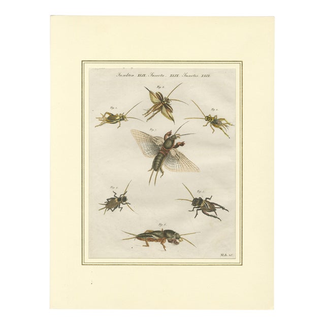 Antique Crickets and Mole Cricket Engraving by Bertuch, 1807 For Sale
