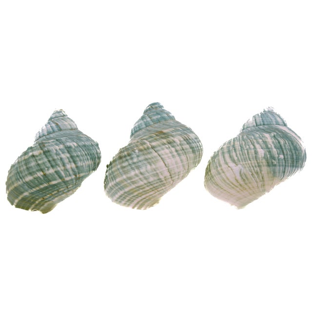Late 20th Century Aqua Green Blue Turbo Shells – Set of 3 For Sale - Image 5 of 5
