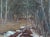 Stanislav Kreics, In the Forest, Oil on Cardboard For Sale - Image 3 of 3