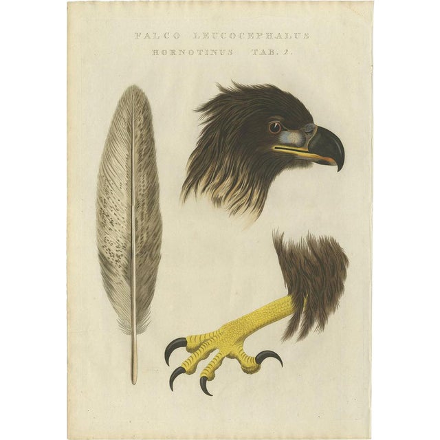 Sepp & Nozeman, Bird Illustration of the White-Tailed Eagle Tab 2, 1829, Print For Sale