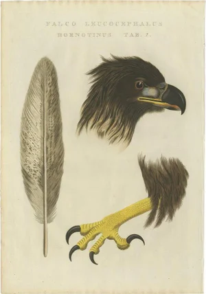 Sepp & Nozeman, Bird Illustration of the White-Tailed Eagle Tab 2, 1829, Print