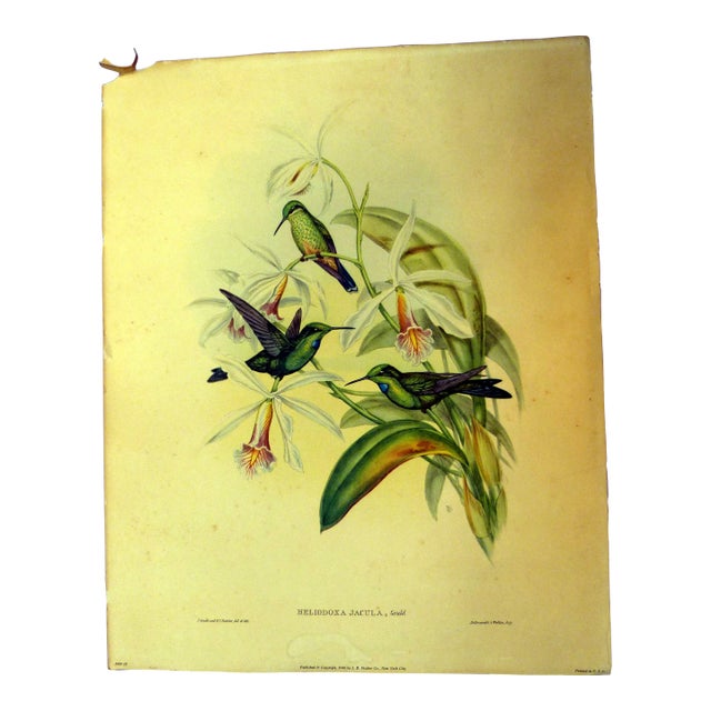 1940s Gould Hummingbird Lithograph, Heliodoxa Jacula. Green Crowned Brilliant For Sale