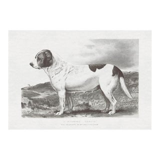 Cassell Dogs; St. Bernard, Unframed Artwork For Sale