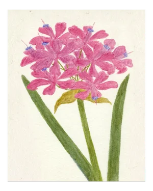 Hubbard Flower, Small: 7886 Artwork, Unframed Artwork